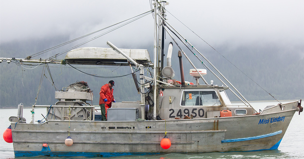 Through the dual-commercial fishery, fishers like Henry Clifton (Gitga’at), can choose the vessel and gear type that meets their needs. (Photo: Chelsey Ellis)