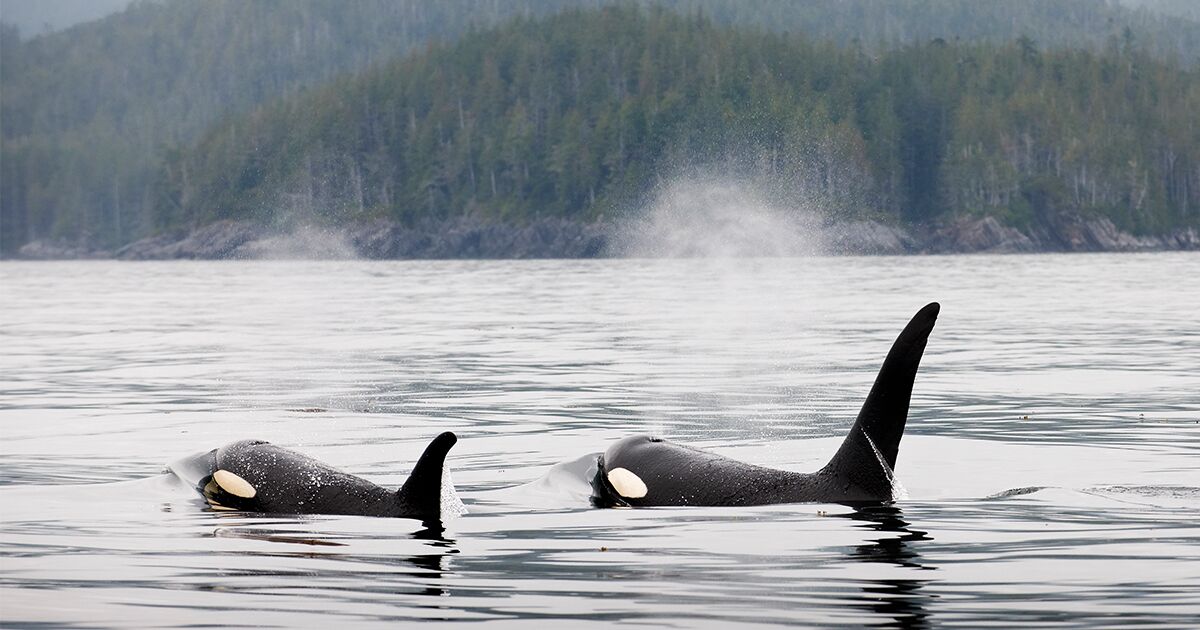 Two orcas swim through the calm waters of the Great Bear Sea near a misty coastline, with forested mountains in the background.