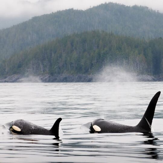 Two orcas swim through the calm waters of the Great Bear Sea near a misty coastline, with forested mountains in the background.