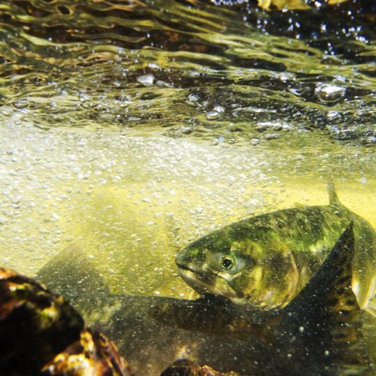 An underwater photograph of a salmon swimming through a riverbed.