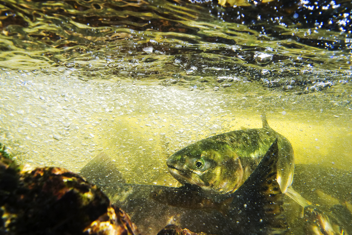 An underwater photograph of a salmon swimming through a riverbed.