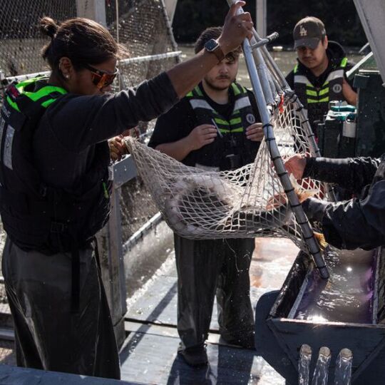 Nisg̱a’a fisheries team are collecting salmon from a net. The team is about to assess a radio tag on the salmon.