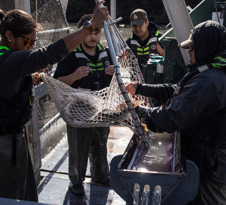 Nisg̱a’a fisheries team are collecting salmon from a net. The team is about to assess a radio tag on the salmon.