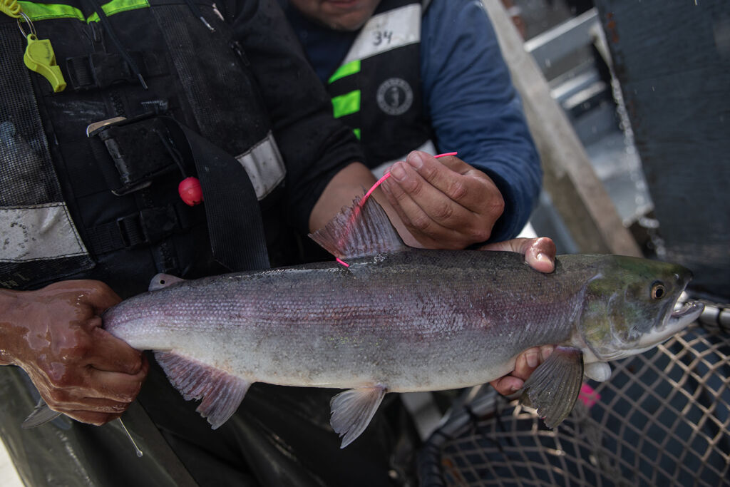 Held by a technician, a spaghetti tagged Nass River sockeye salmon.
