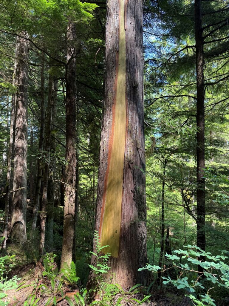 A tree is standing in old growth forest. A portion of the tree has been stripped some many years ago. The layers of the tree shows that the bark continues to grow, the tree is unharmed.