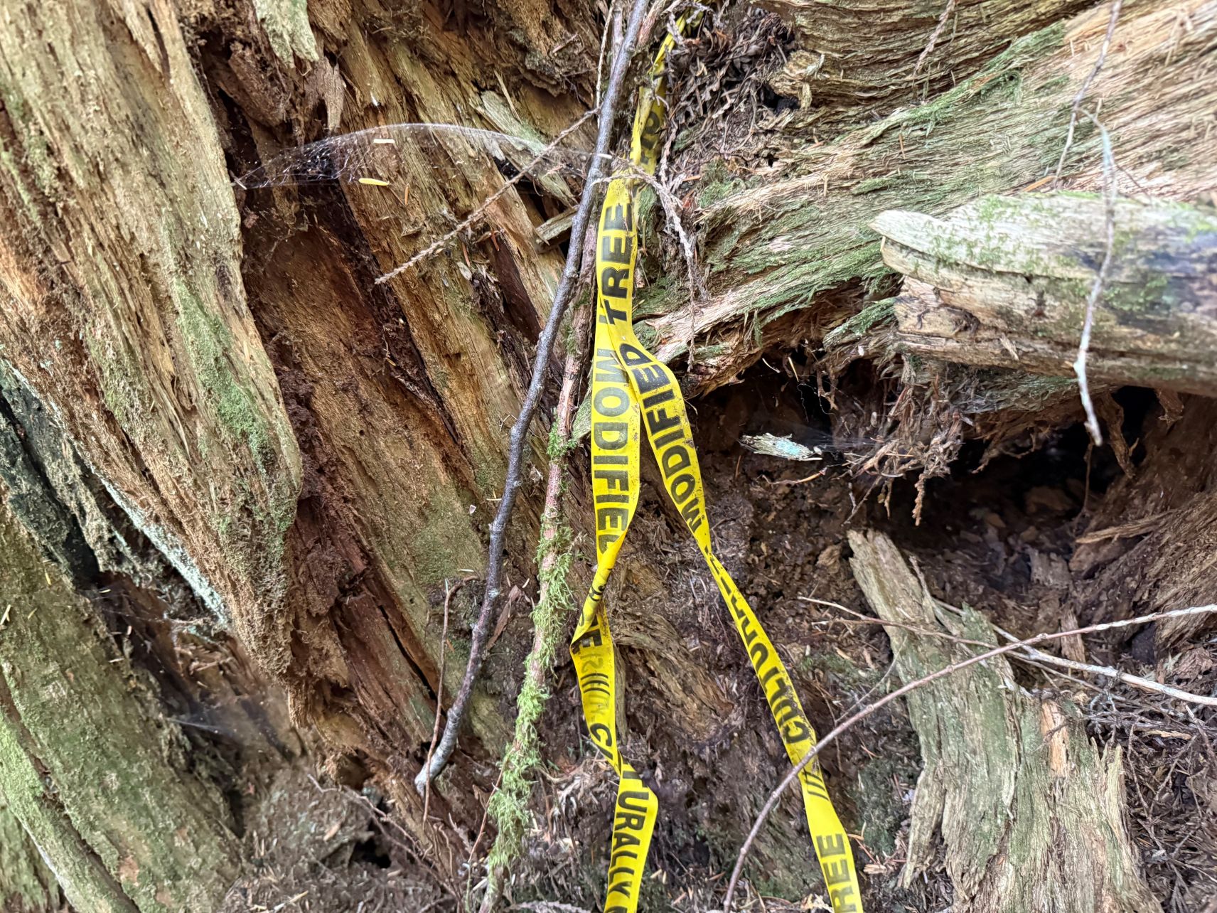 A tagged Culturally Modified Tree (CMT) deep in the H’kusam forest.