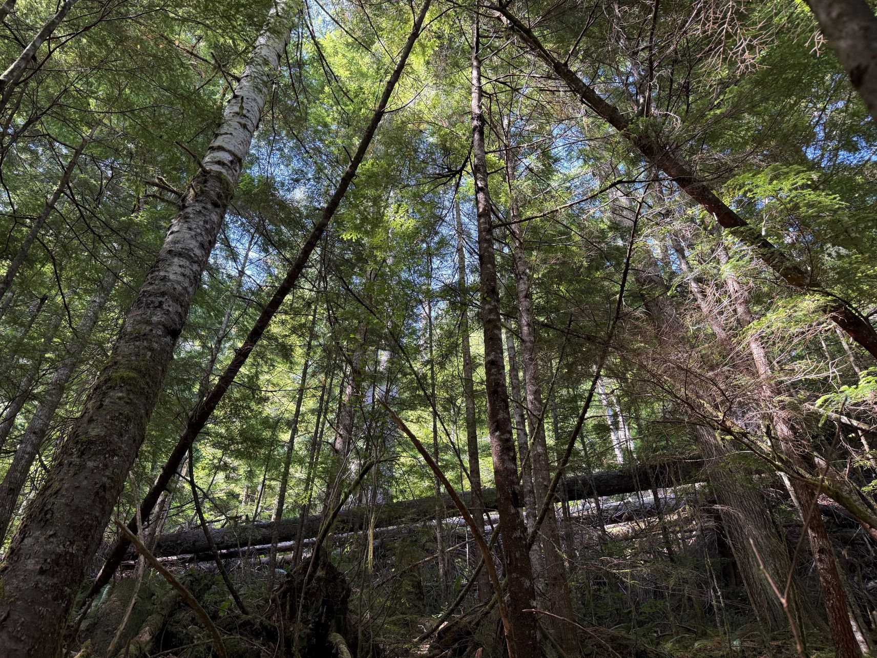 A photograph deep in old growth forest. The understory is dense with growing and decaying tree life, multiple species of trees are living together and there's a big 35-metre log resting on the ground.