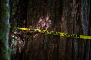 A western red cedar tree marked by a yellow tag. The words 'Large Cultural Cedar' is printed across the tag.