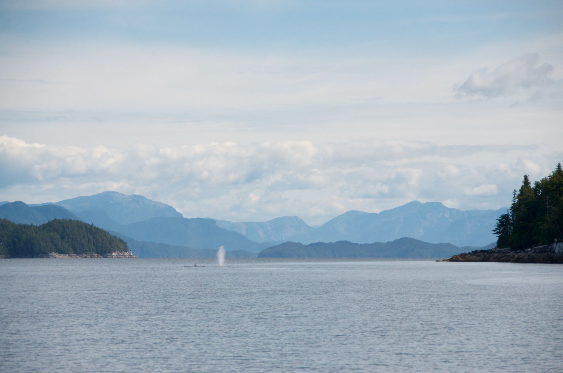 A view from water, likely from a boat, gazing out at Hartley Bay. The bay is surrounded by clouds, mountains, and shorelines. In the distance, a whale blows water. 