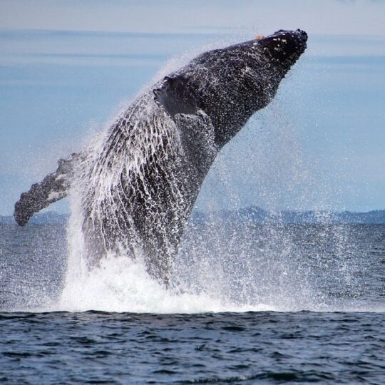 A humpback whale is breaching out of deep blue sea water. The water is running over its body, behind it is a view of mountains and more water.