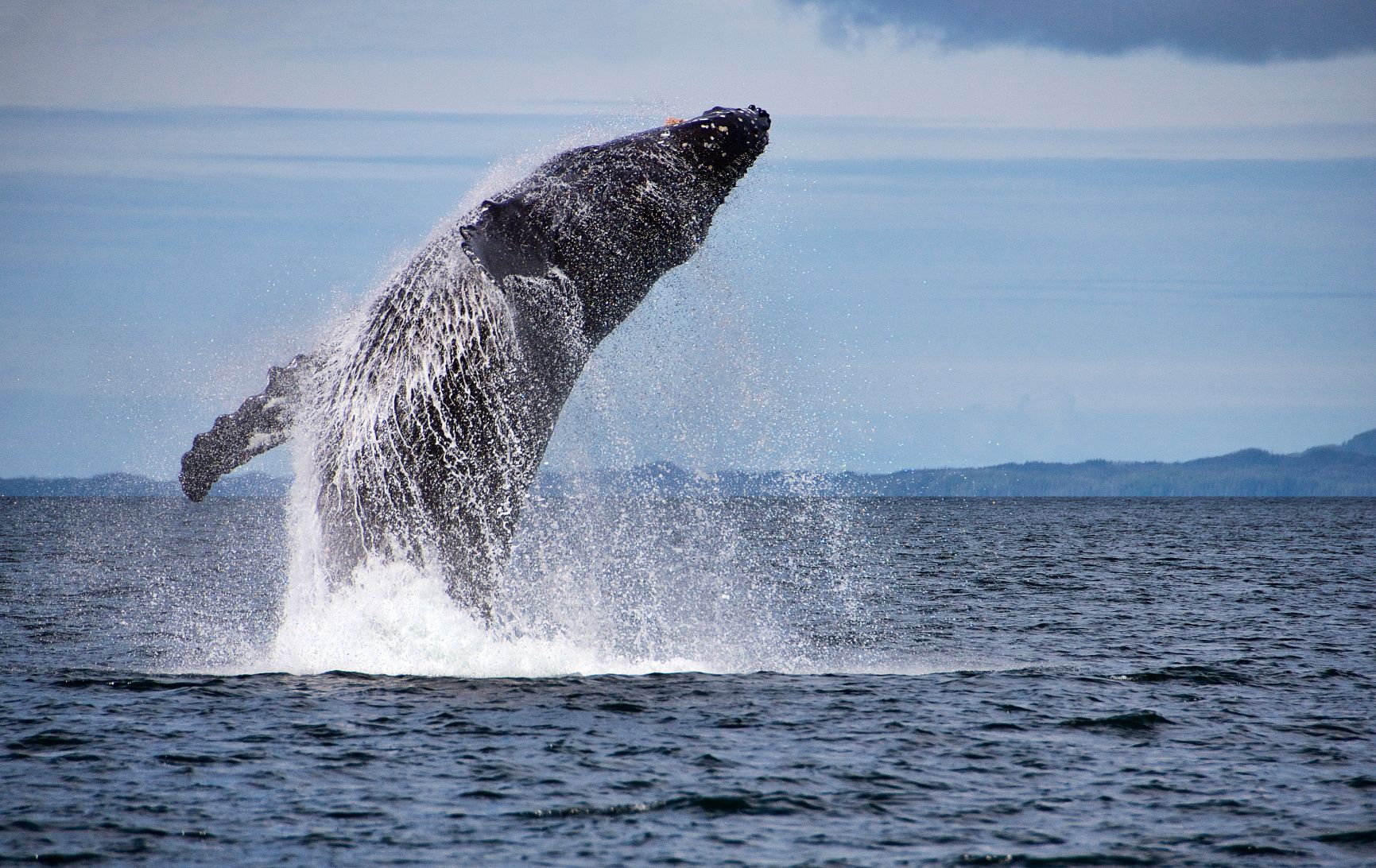 A humpback whale is breaching out of deep blue sea water. The water is running over its body, behind it is a view of mountains and more water.