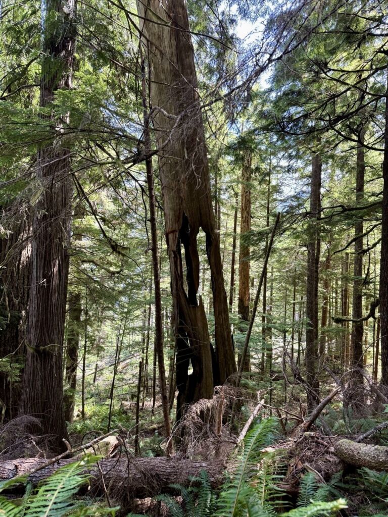A planked Culturally Modified Tree (CMT) that was struck by lightning many years ago. The tree is slanted, still just standing, as it rests on neighbouring trees. The base of the tree is hollow.