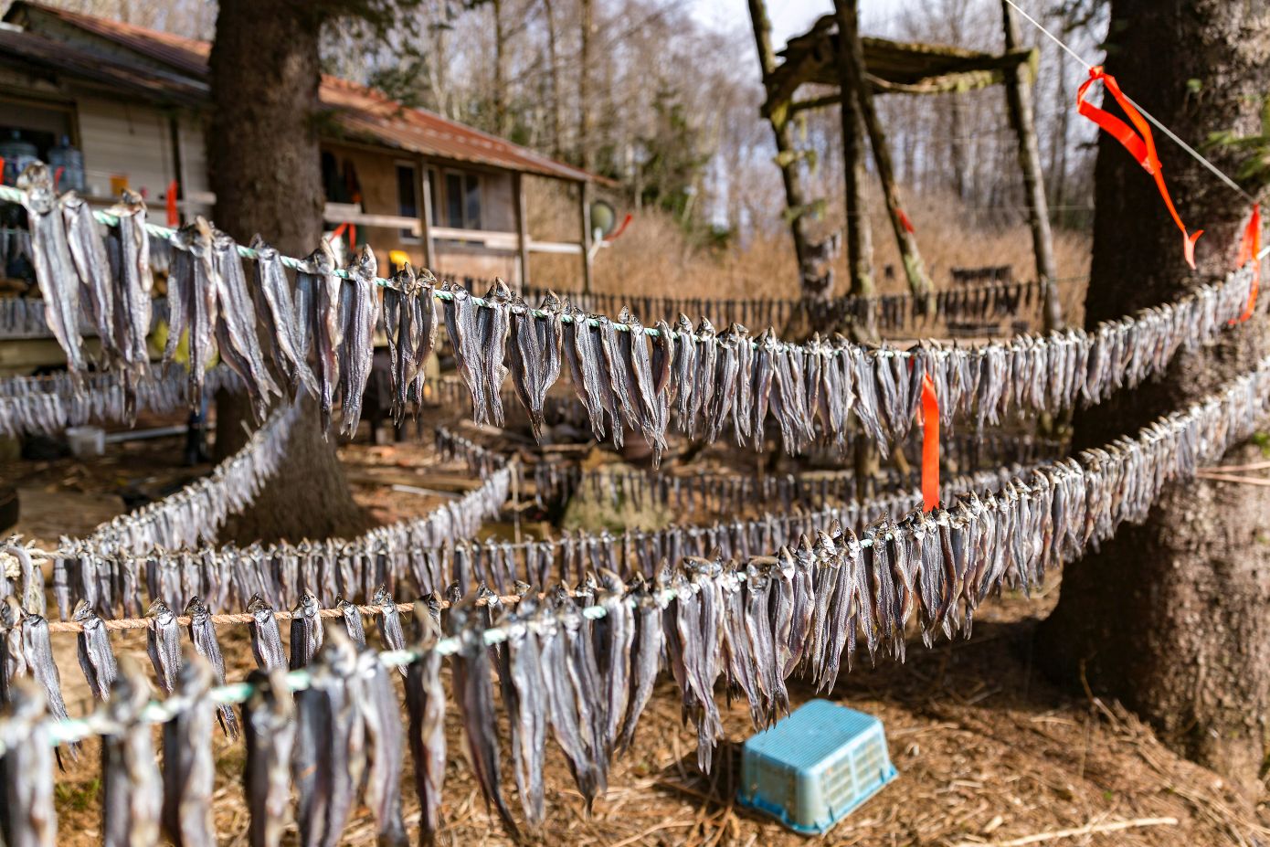 Oolichan, called saak by Nisg̱a’a people, hang to dry at a camp along the Nass River. 