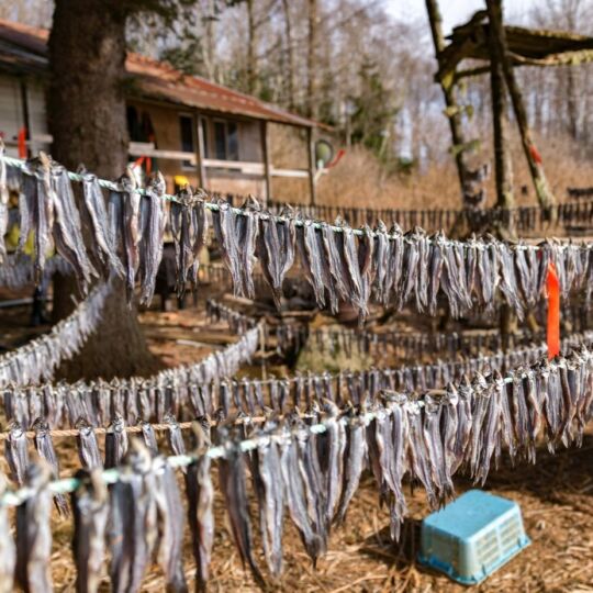Oolichan, called saak by Nisg̱a’a people, hang to dry at a camp along the Nass River.