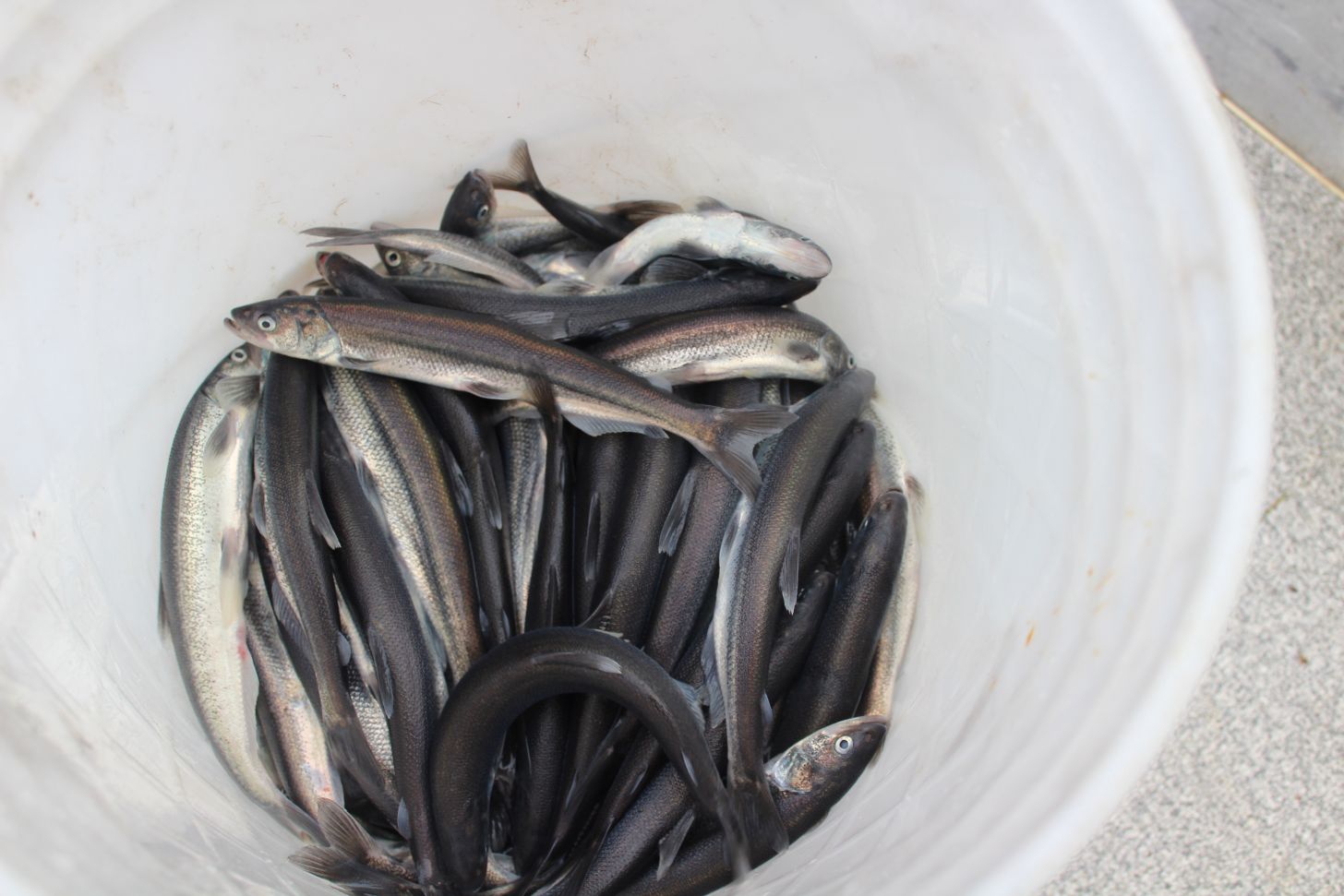 Oolichan fish are collected in a white bucket. 