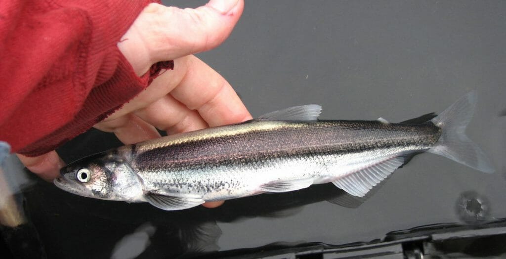 A person holds a single oolichan fish in their hand. The fish is very small and fits in the palm of their hand. 