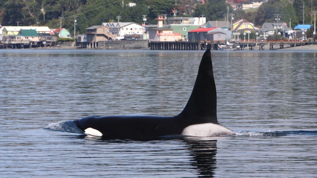 A photograph of an orca swimming.
