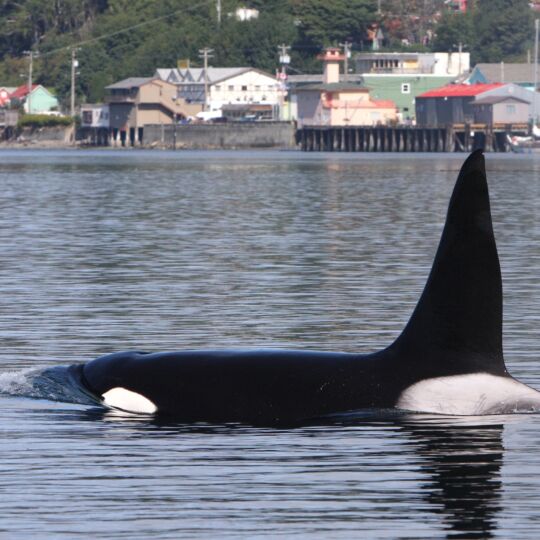 A photograph of an orca swimming.