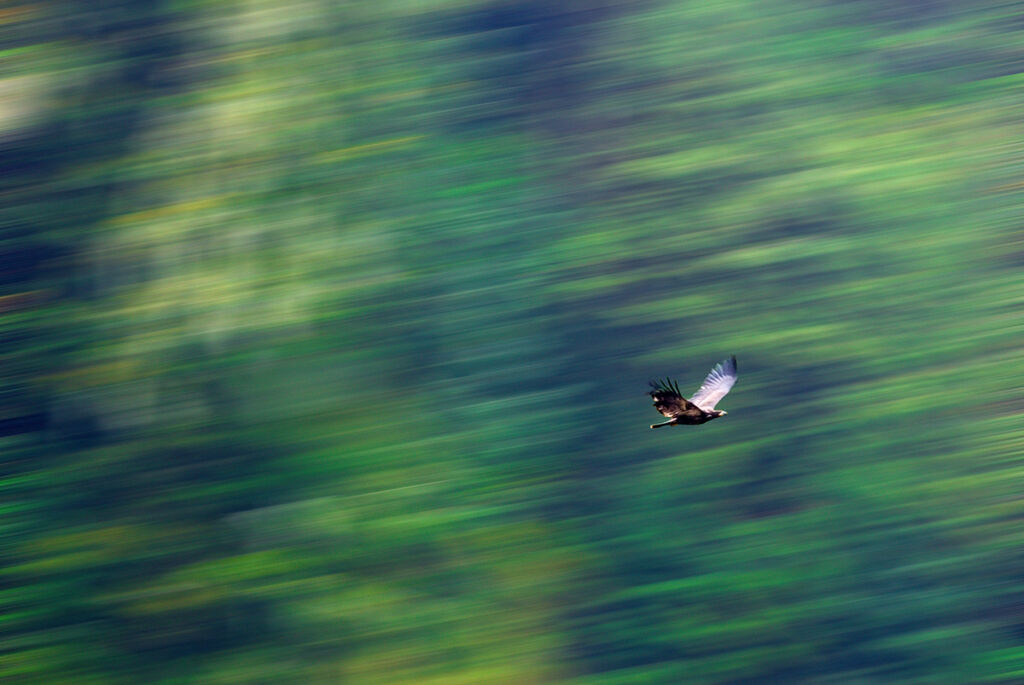 An eagle flies through the forest. It flies so fast that the forest surrounds are blurred. 
