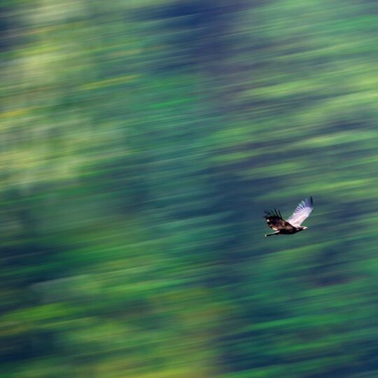 An eagle flies through the forest. It flies so fast that the forest surrounds are blurred.
