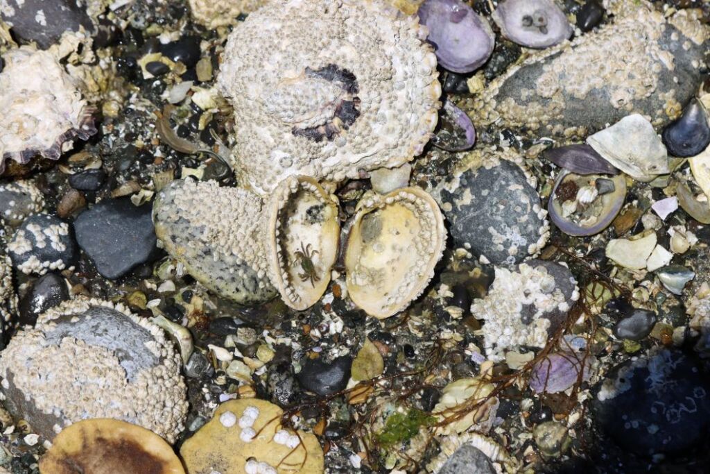 A busy photograph of many types of shells, marine life, plants, pebbles, and seaweed. 
