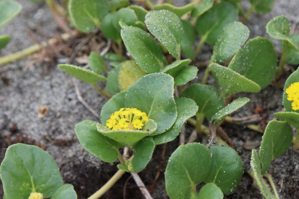 Small study green plants with rounded leaves and yellow followers sit on a sandy hill. 