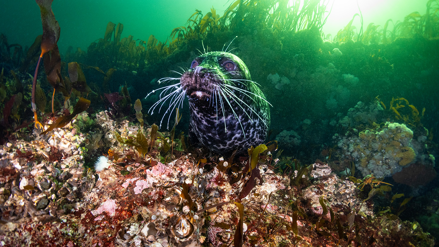 underwater closeup of a seal swimming through sea stars and plants